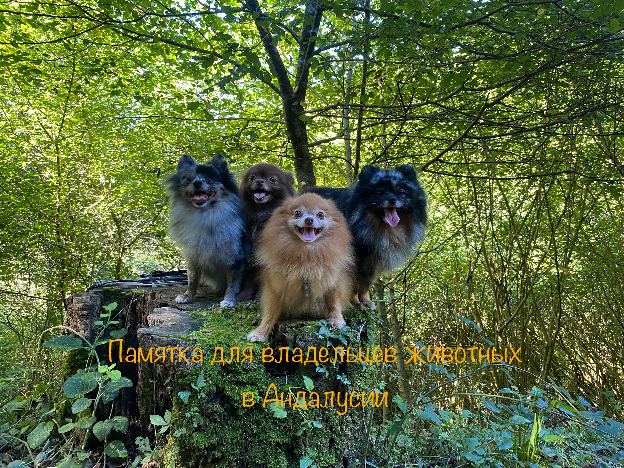 Памятка для владельцев животных