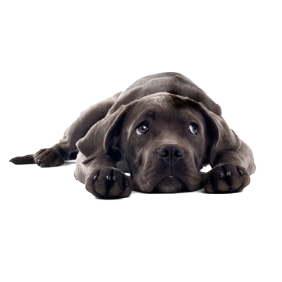 pet adoption Marbella